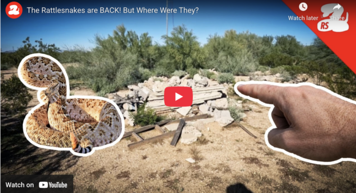 Rattlesnakes are back out across the desert, but where have they been all winter?